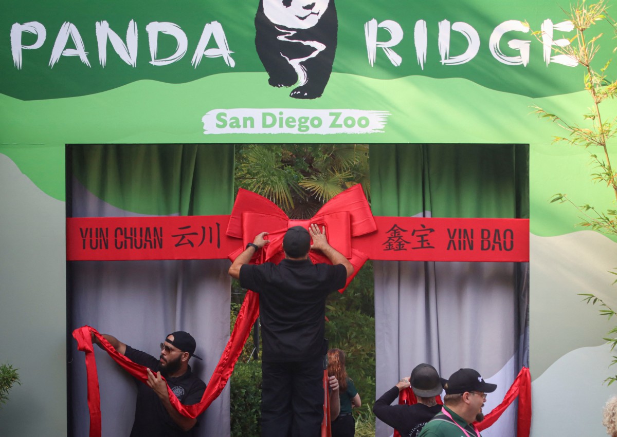 بالصور- كاليفورنيا تستقبل أول حيواني باندا تعيرهما الصين لواشنطن منذ 21 عاما